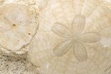 Two Fossil Sand Dollars (Scutella) - France #227723-1
